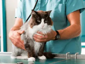 Atendimento de gato de pelo longo em mesa de clínica veterinária